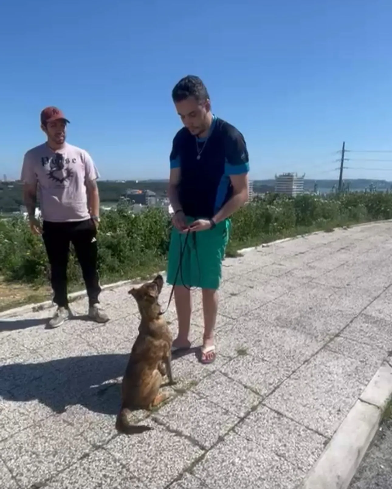 Trabalho com Cães